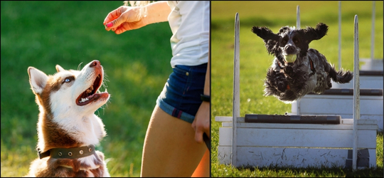 Canine Training in Mumbai