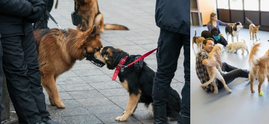 Dog Squad Service in Mumbai